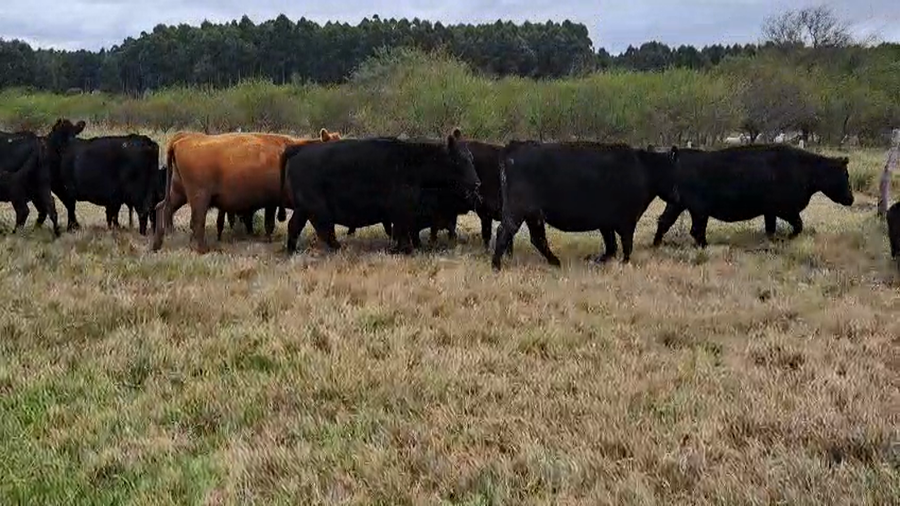 Lote 56 Vacas usadas preñadas