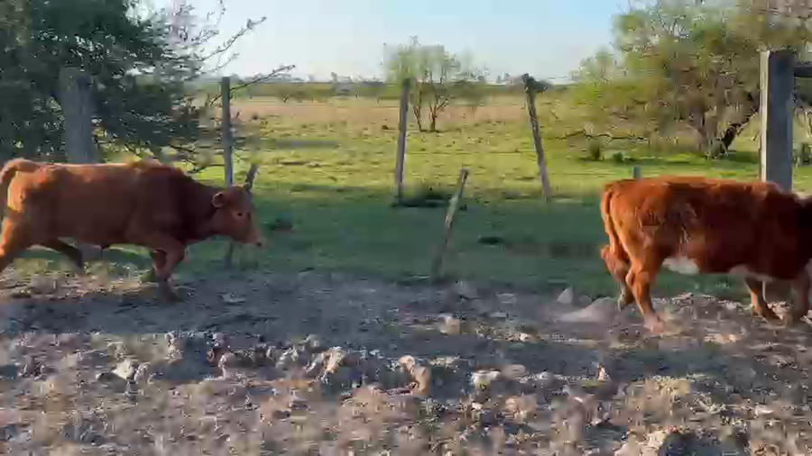 Lote 25 Terneras en Corrientes, Mercedes