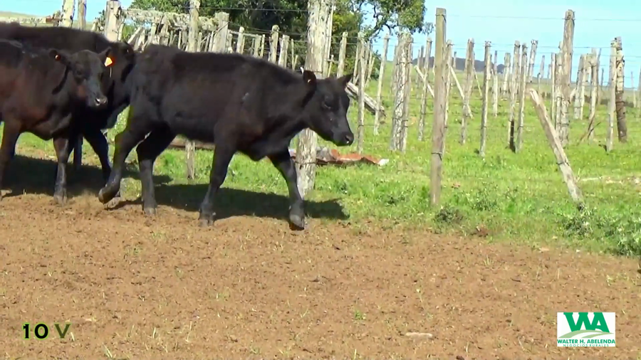 Lote 10 Vaquillonas  a remate en CABAÑA LA PODEROSA, Florida