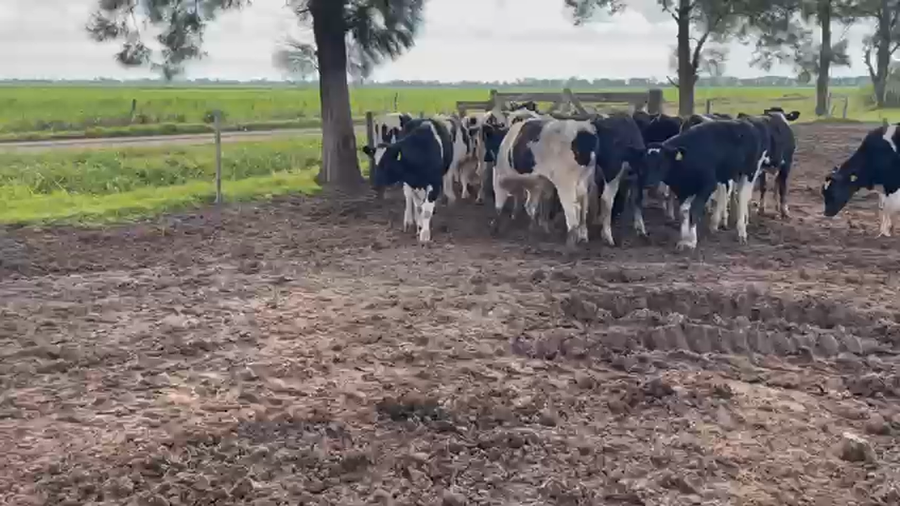 Lote 19 Novillitos
