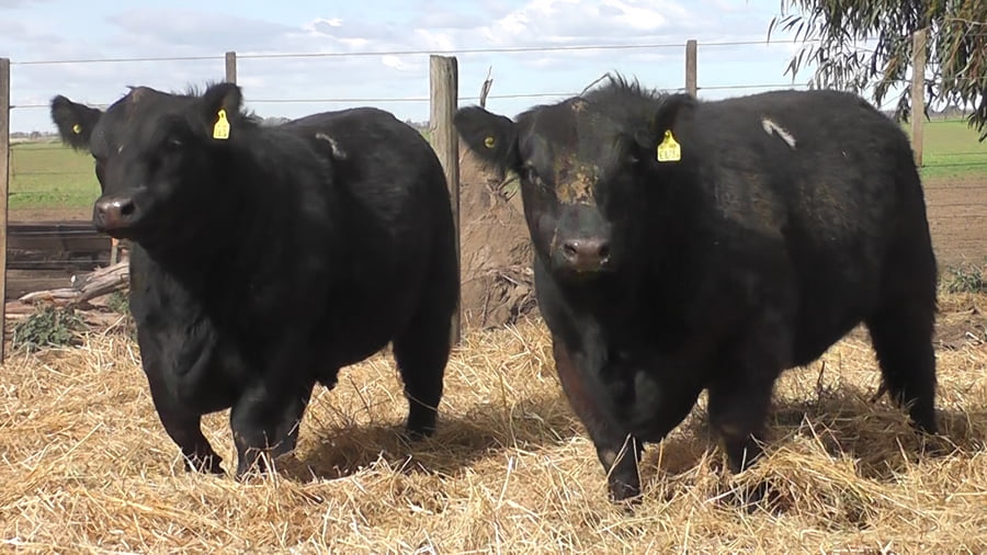 Lote TOROS PUROS POR CRUZA