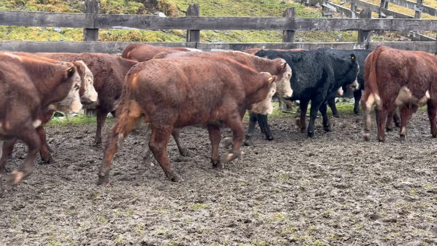 Lote 30 Ternero en Río Ibáñez, XI Región Aysén