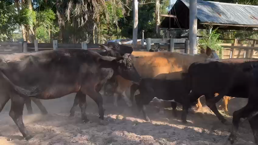 Lote 19 Vacas CUT con cría en Entre Ríos, Concordia