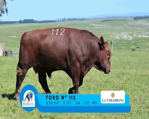 Lote TORO 112