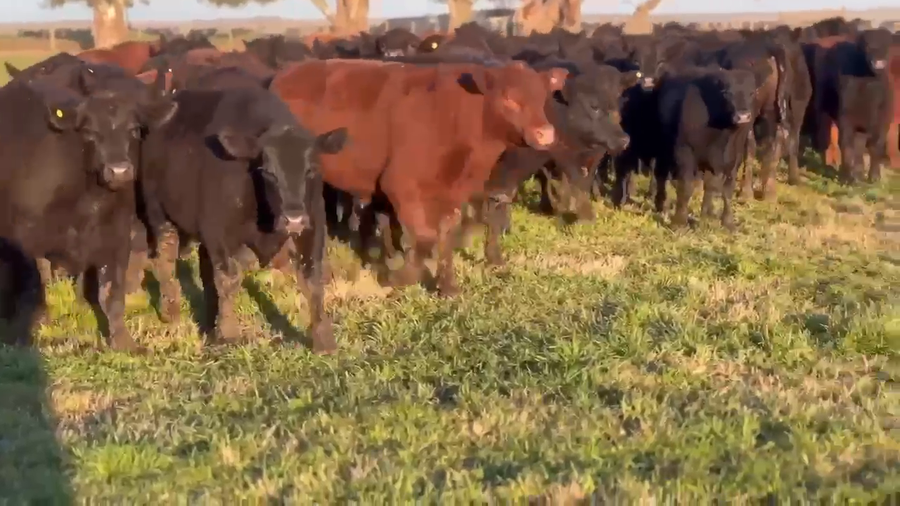 Lote 75 Novillitos