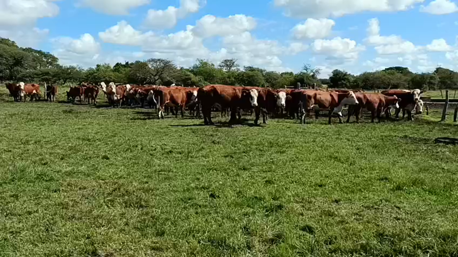 Lote 65 Vacas nuevas C/ gtia de preñez
