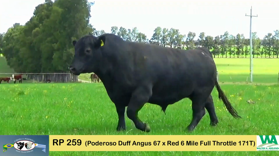 Lote PODEROSO 67/259