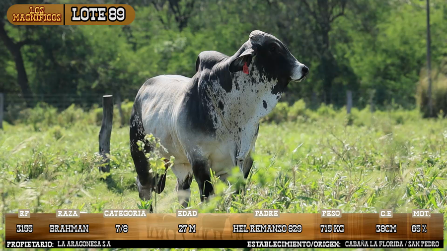 Lote LOTE 89 - VIVO