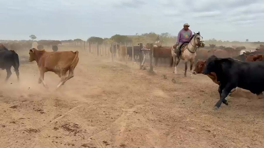 Lote 85 Novillitos