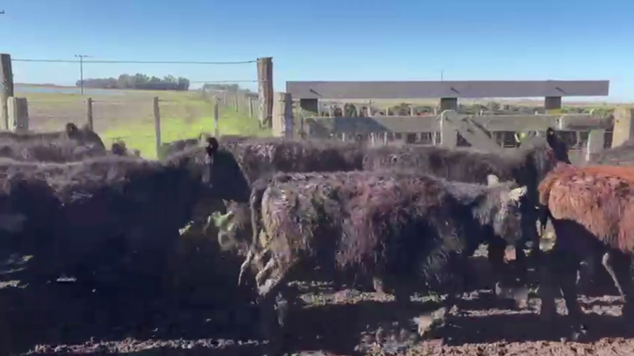 Lote 35 TERNS HEMBRAS, TANDIL, PCIA. DE BS. AS.