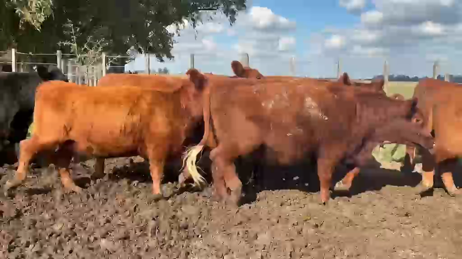 Lote 26 Vaquillonas C/ gtia de preñez