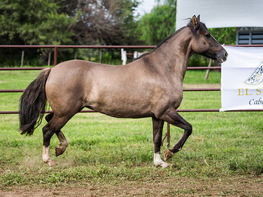 Lote SIRIGOTE HORNALLA