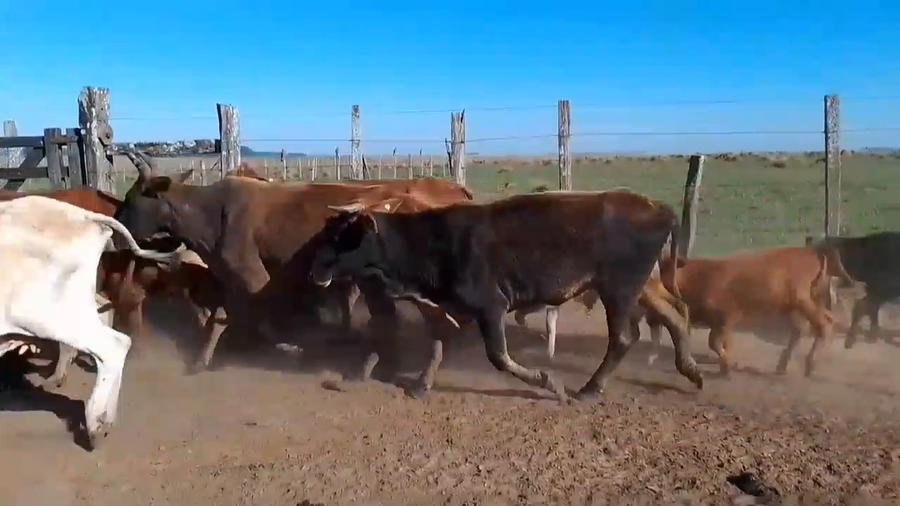 Lote 15 Vacas CUT con cría en Corrientes, Virasoro