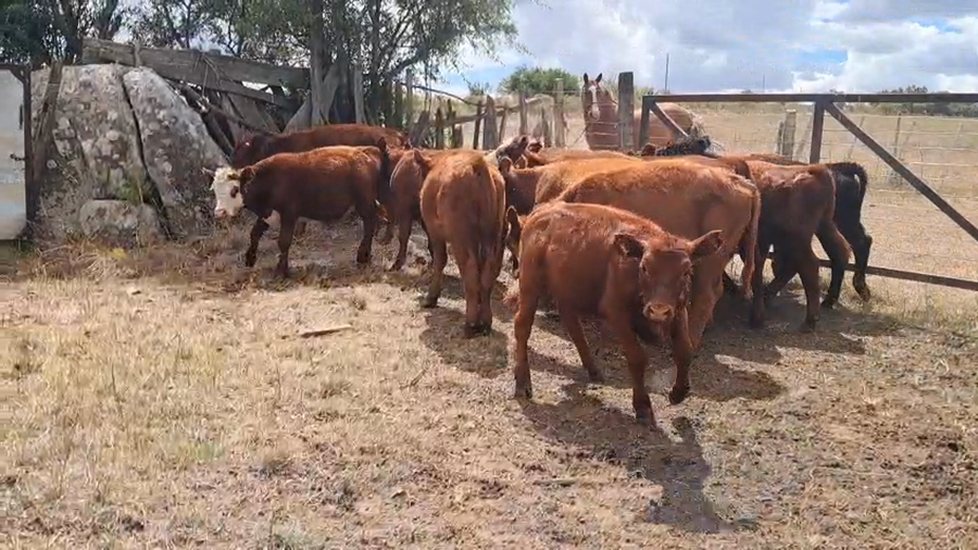 Lote TERNEROS Y TERNERAS