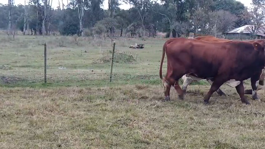 Lote 3 Toros en Corrientes, Curuzú-Cuatiá