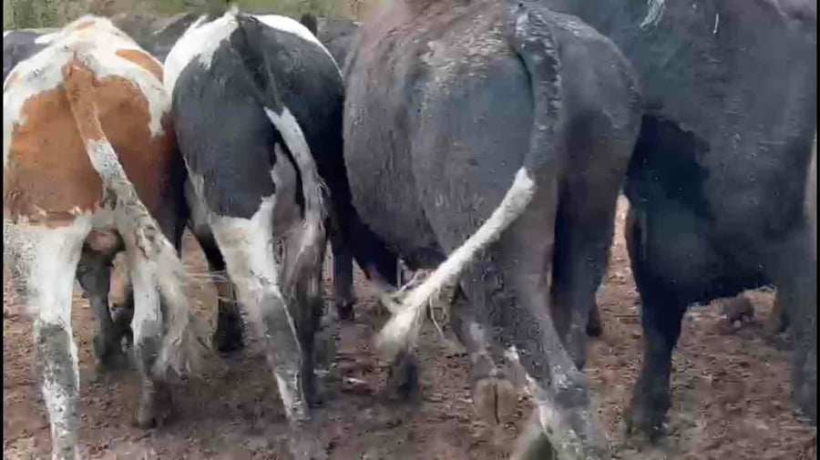 Lote 30 Novillo Gordo en Melipilla, Región Metropolitana