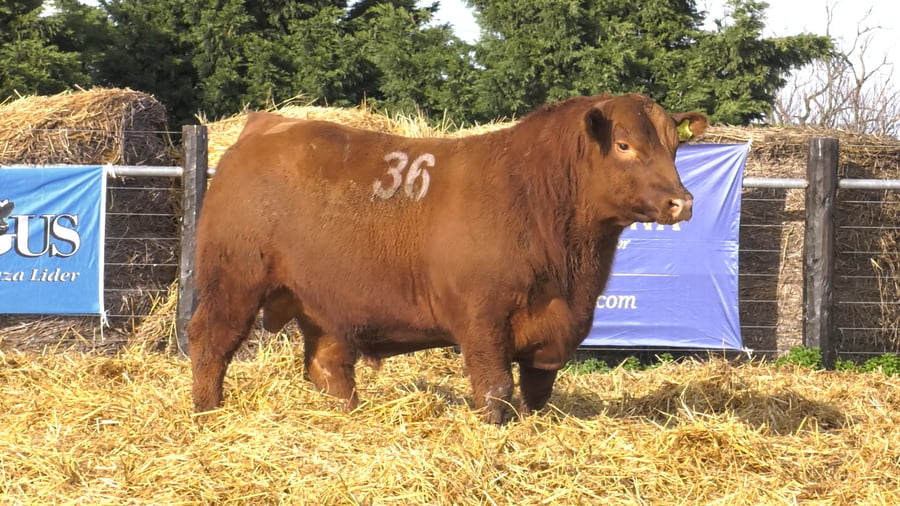 Lote TOROS ANGUS PURO CONTROLADO