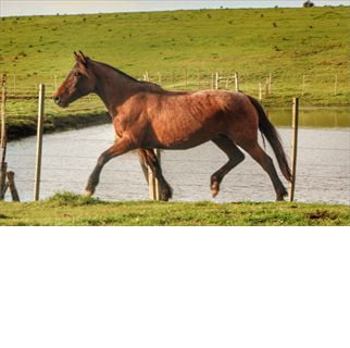 Lote SANTA GLORIA MACABRA