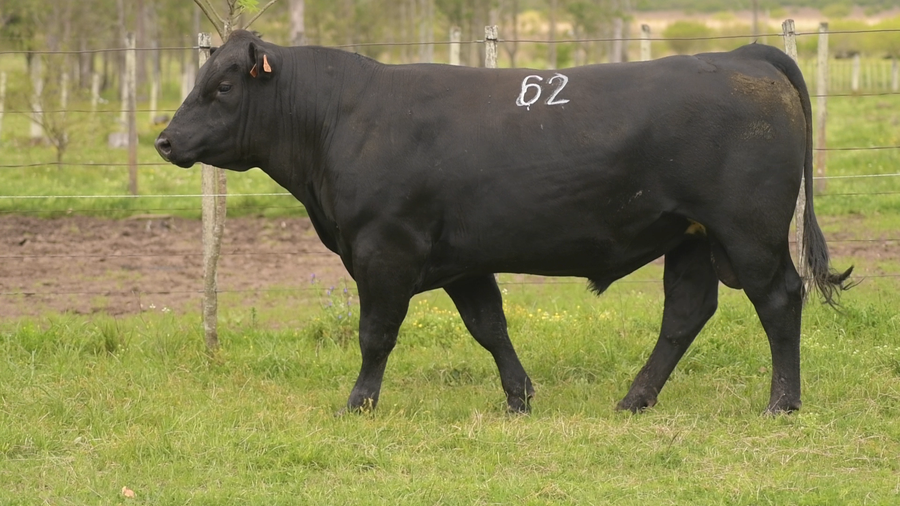 Lote Id 62