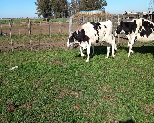 Lote VAQUILLONA PREÑADA 1 JARISZ PABLO