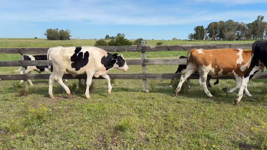 Lote NOVILLOS 1 a 2 AÑOS