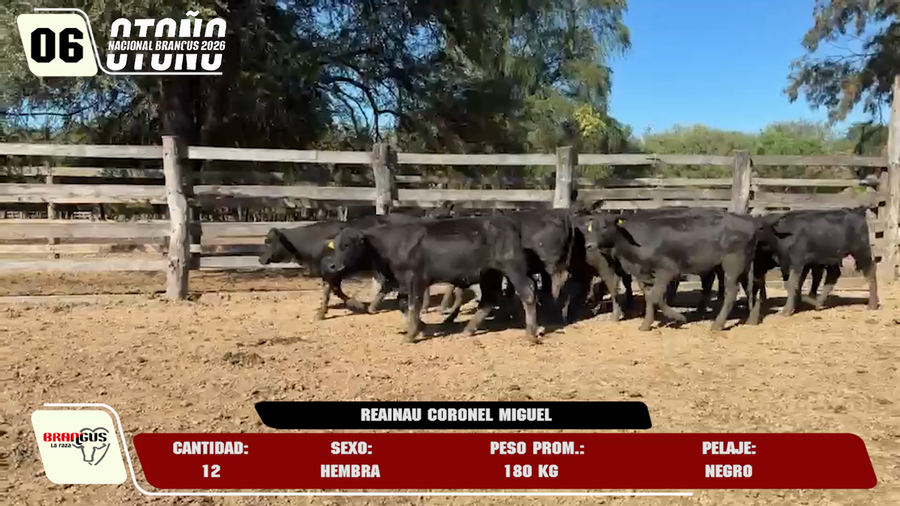 Lote LOTE 6