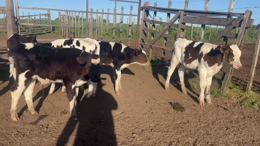 Lote 7 Terneros a remate en Pantalla Camy 80kg - , San José