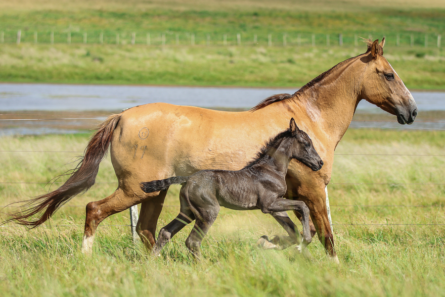 Lote LO MIRANDA FRANCA