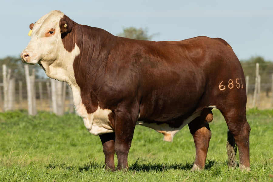 Lote Toros señal 22