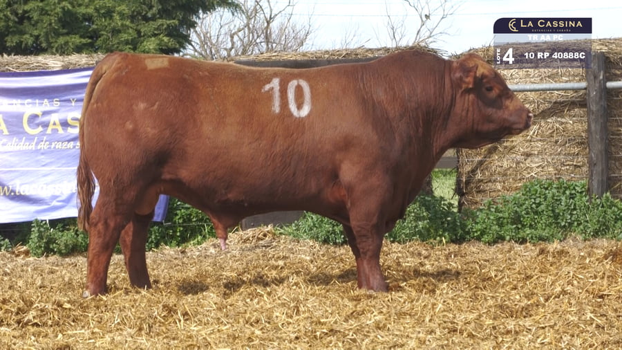 Lote TOROS ANGUS PURO CONTROLADO