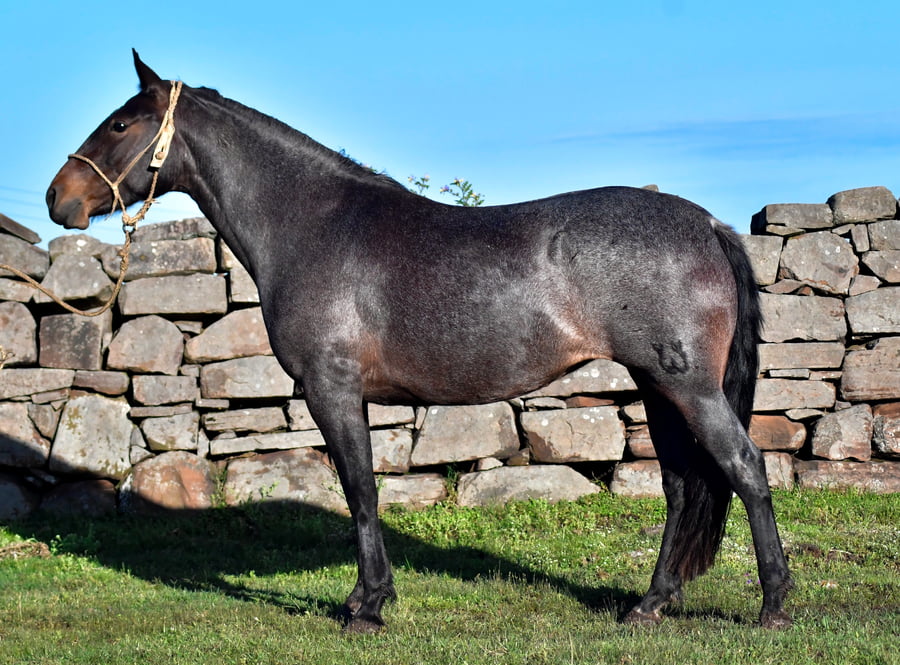 Lote Aguil La Ceferina