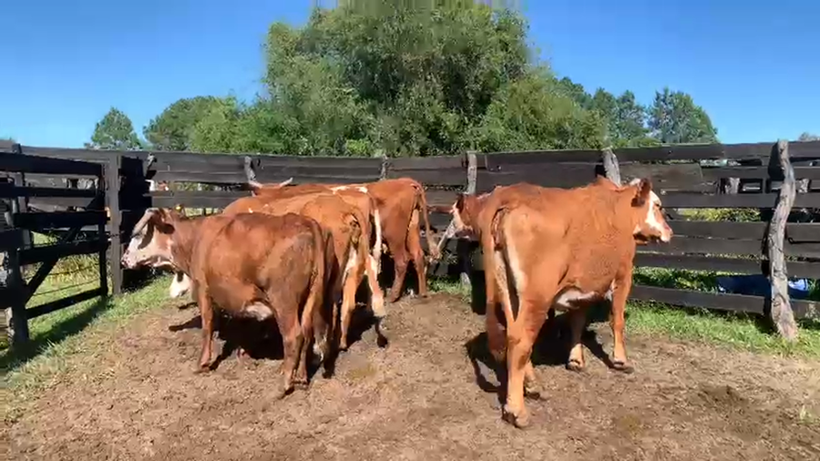 Lote 6 Vacas usadas preñadas