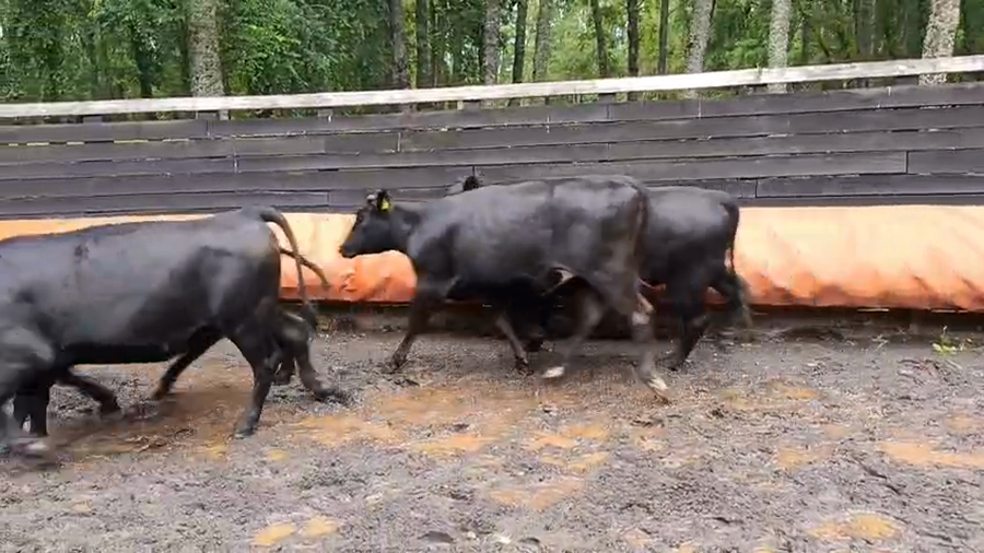 Lote 15 Vaquilla Engorda en Villarrica, IX Región Araucanía