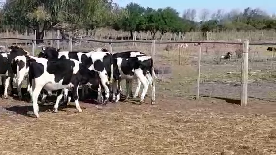 Lote TERNEROS HOLANDO