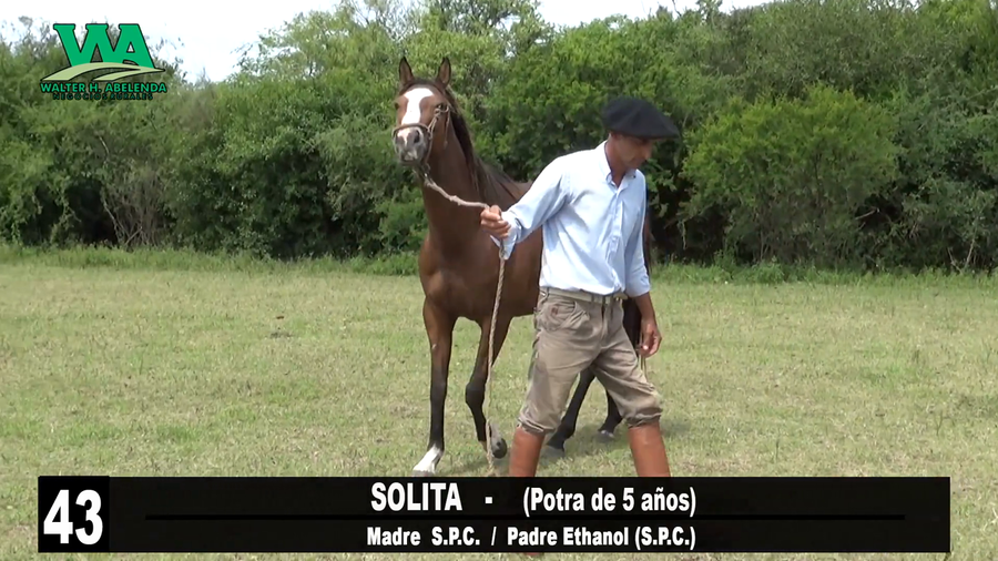 Lote SOLITA