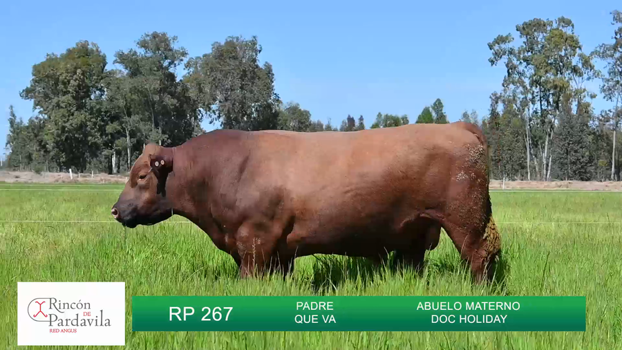 Lote TOROS RINCON DE PARDAVILLA