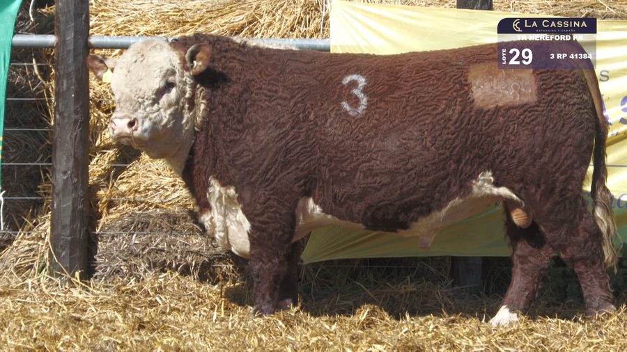 Lote TOROS HEREFORD PURO REGISTRADOS