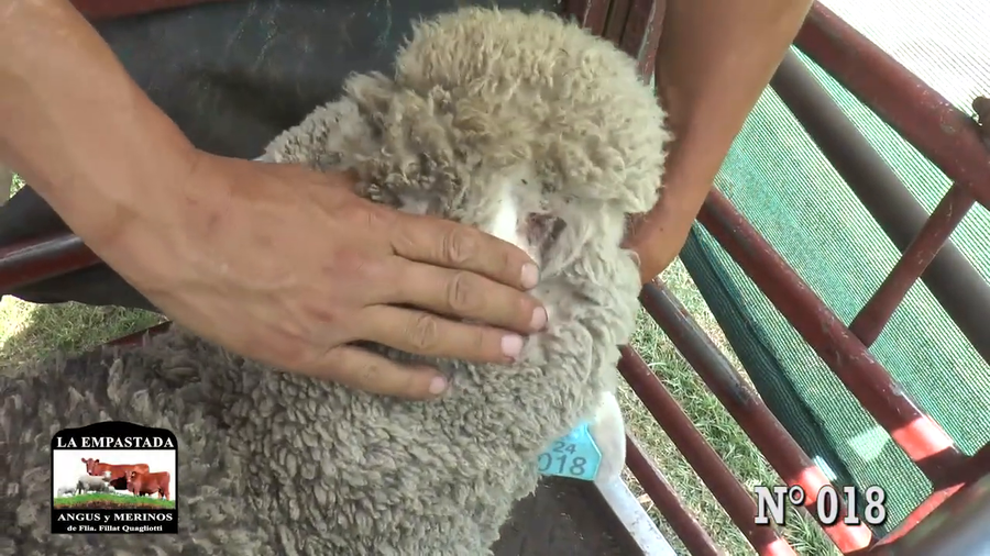 Lote CARNEROS DOHNE MERINO