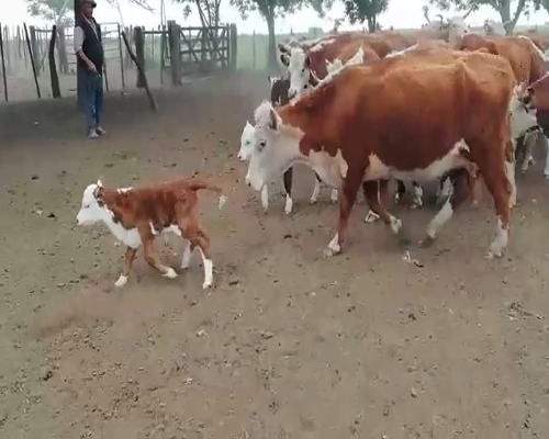 Lote 42 Vacas en Concordia, Entre Ríos