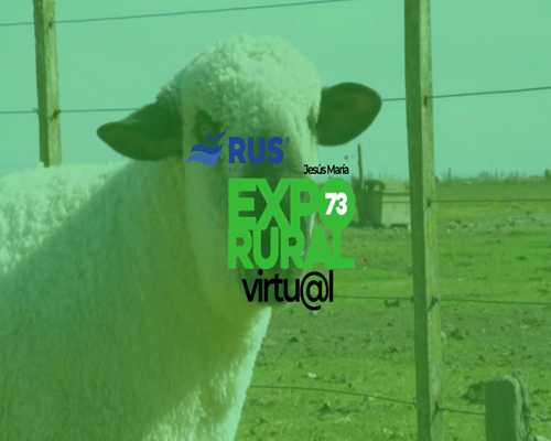 Lote CARNERO HAMPSHIRE DOWN