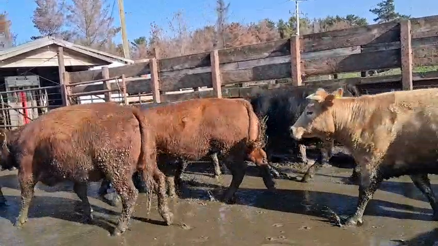 Lote 19 Vaquilla Gorda en Los Ángeles, VIII Región Biobío