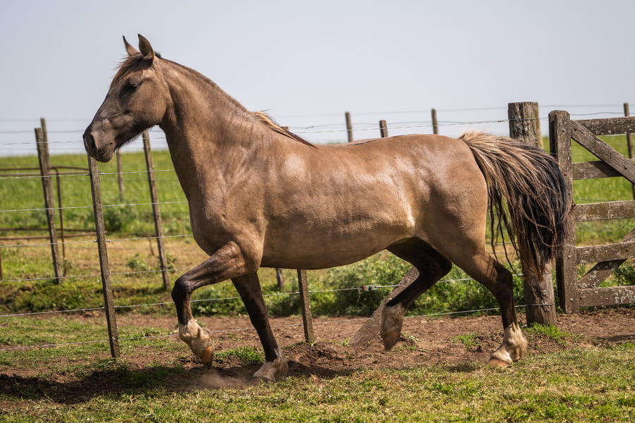 Lote AGENCIADA TABLA