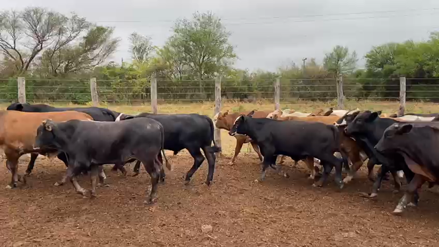 Lote 70 Novillitos en Gral. Manuel Belgrano, Formosa