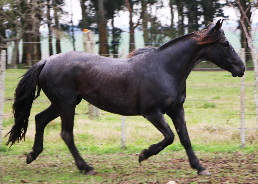 Lote Santa Gloria Malanena