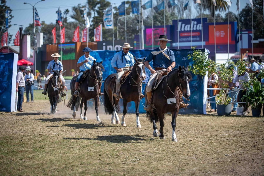 Lote EMBRIONES TARANTULA Y OLIMPICA