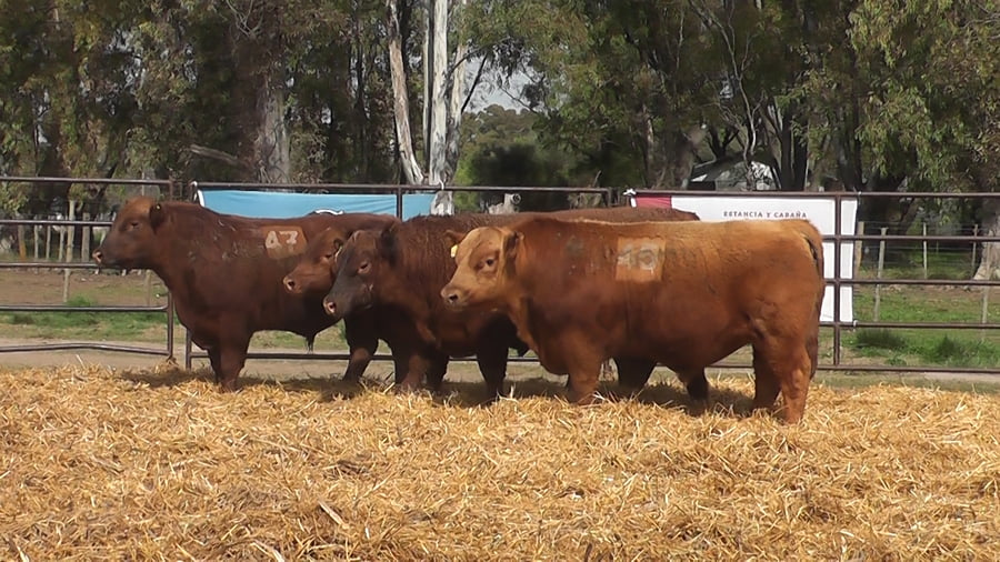 Lote TOROS ANGUS COLORADOS PC