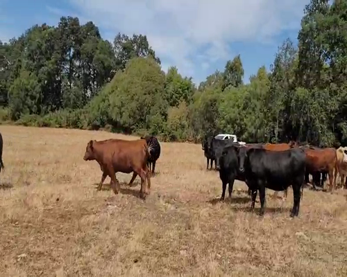 Lote 55 Novillo Engorda en Mariquina, XIV Región Los Ríos