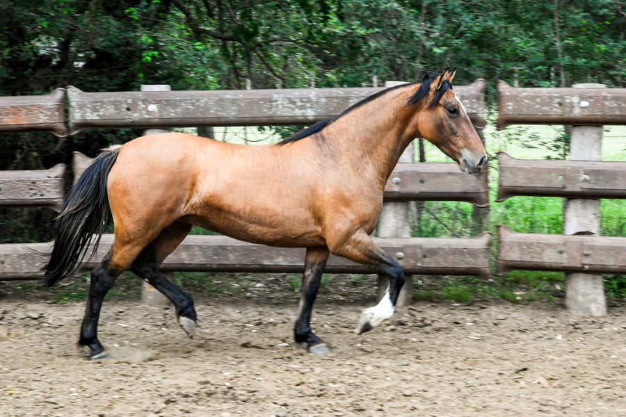 Lote TINAJERA BRUSQUILLA