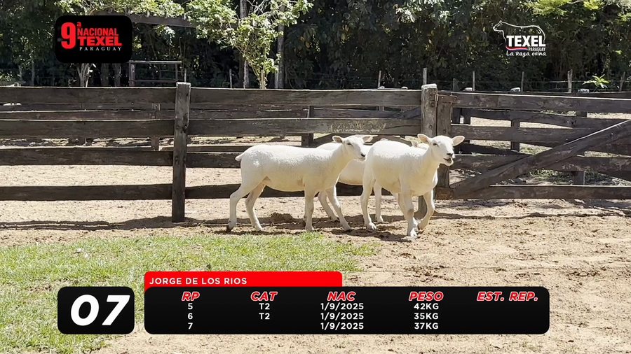 Lote LOTE 7