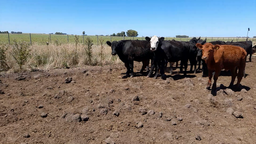 Lote 14 Novillitos en Laprida, Buenos Aires